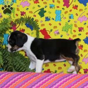 Virginia, Boston Terrier Mix Puppy